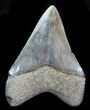 Fossil Megalodon Tooth - Serrated Blade #76547-2